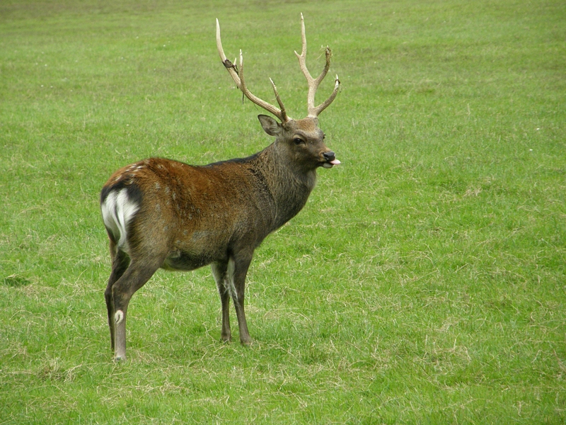 Hirsch auf der Wiese