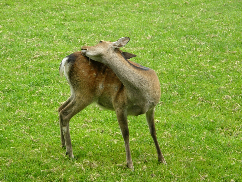 weiterkratzend