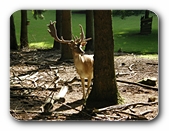 Hirsch im Wald