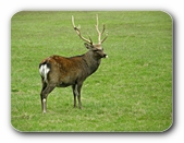 Hirsch auf der Wiese