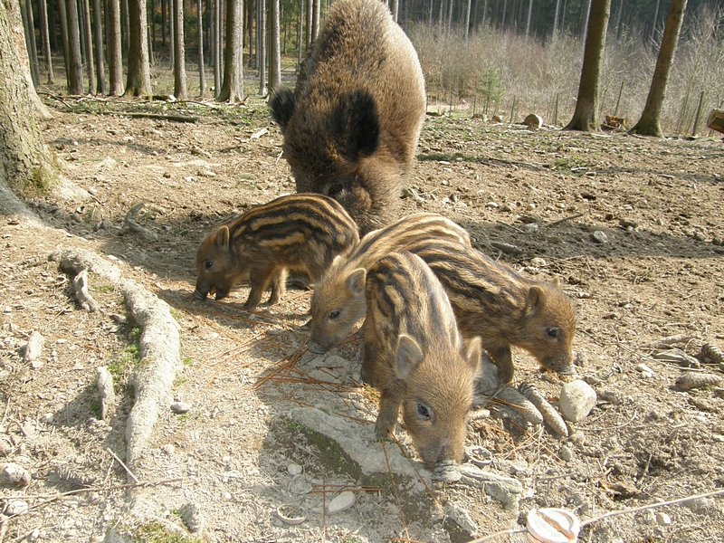 Wildschweinfamilie im Gehege