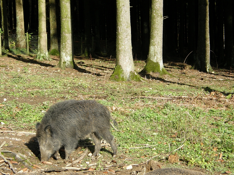 Wildschwein mit Sonne und dunklem Wald