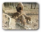 Wildschweinfamilie im Gehege