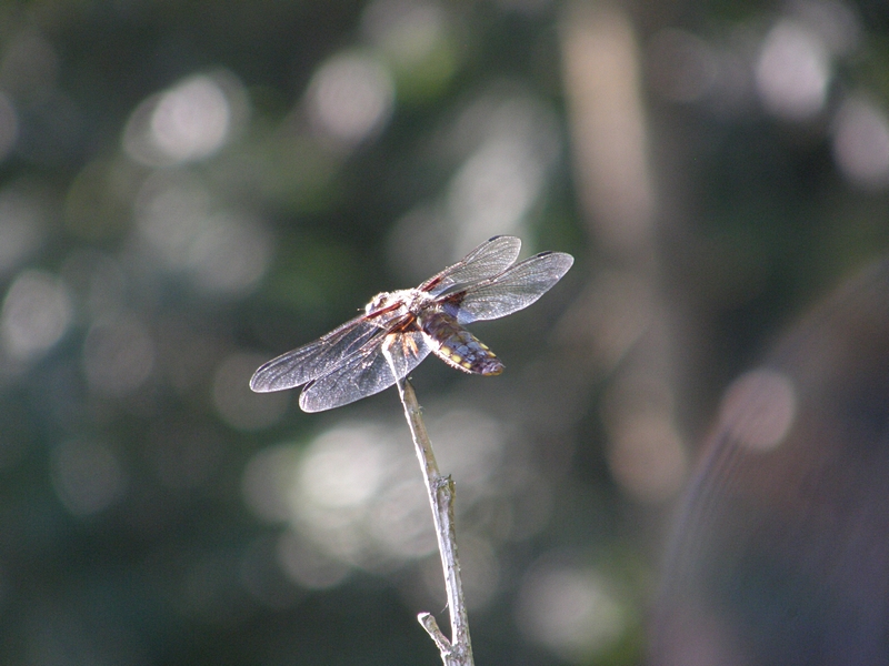 Fressende Libelle