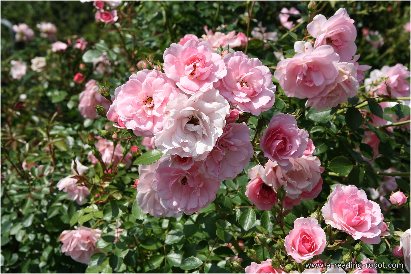 Buschrosen, rosa