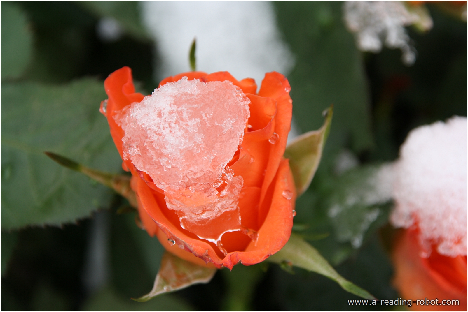 Rosenblten mit Schnee