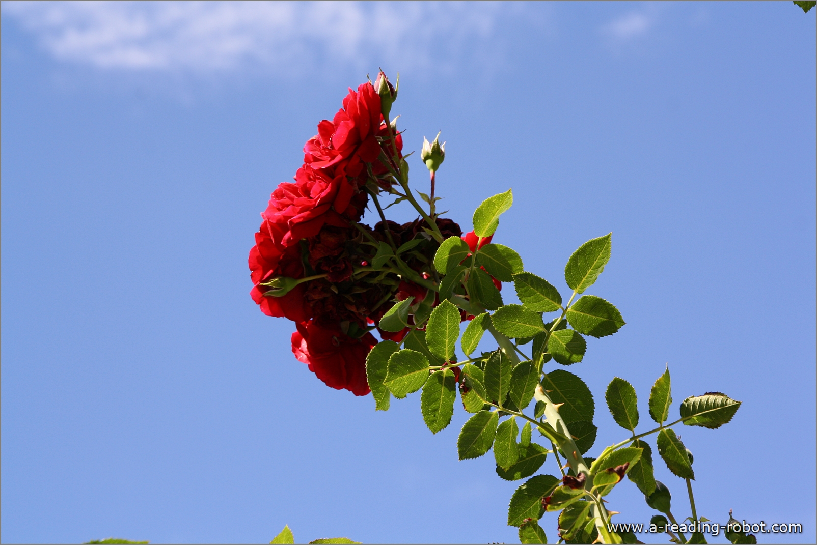 Rose vor blauem Himmel