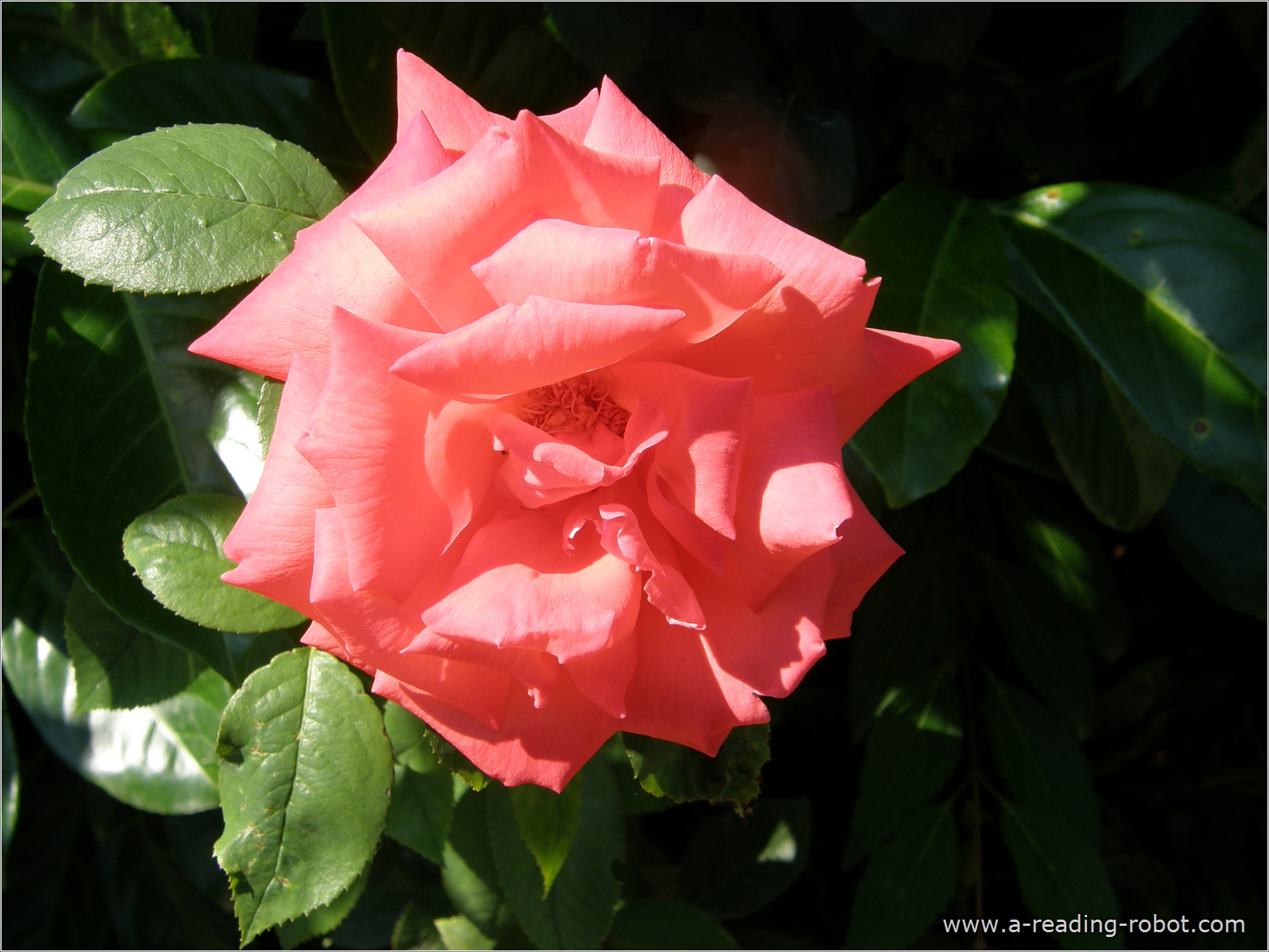 Rosenblte vor schattigem Gebsch