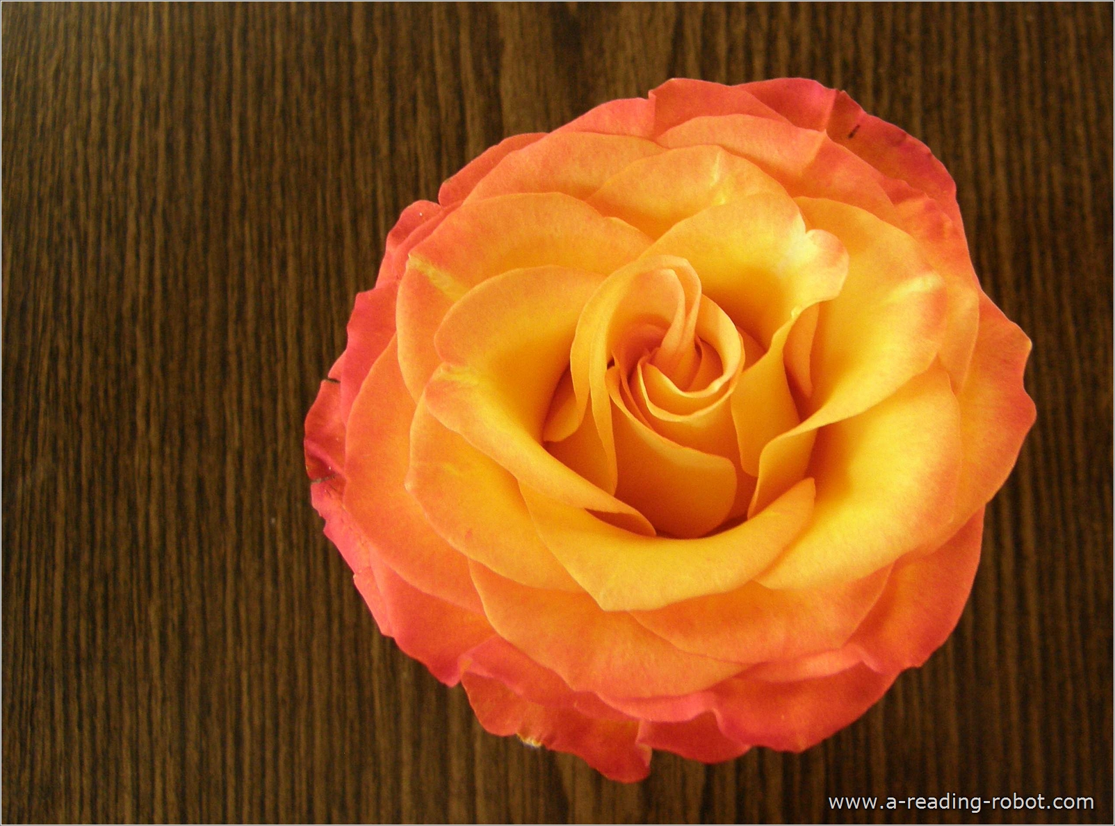 Orangene Rose