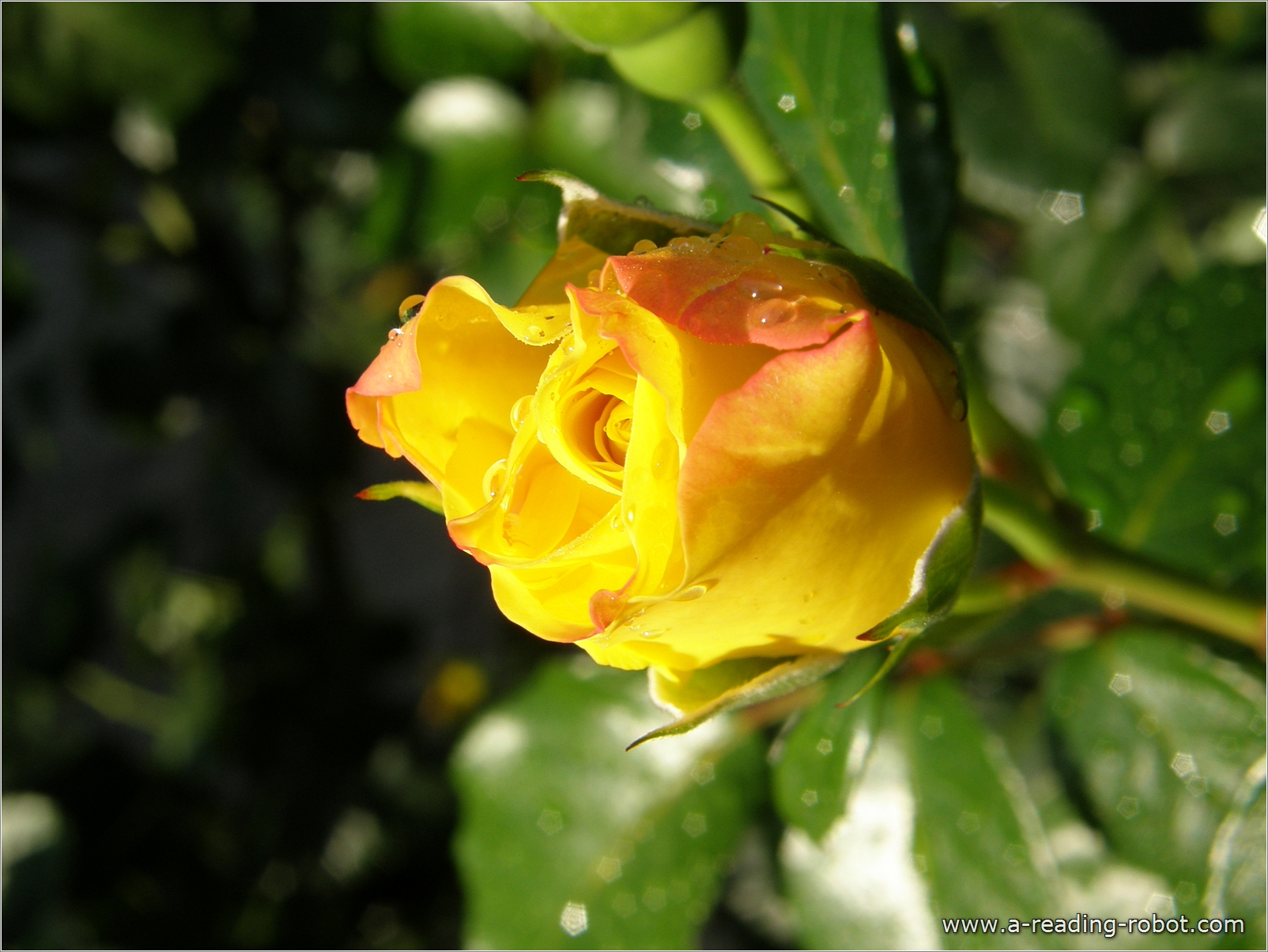 Gelbe Rose mit Tau, sich ffnend