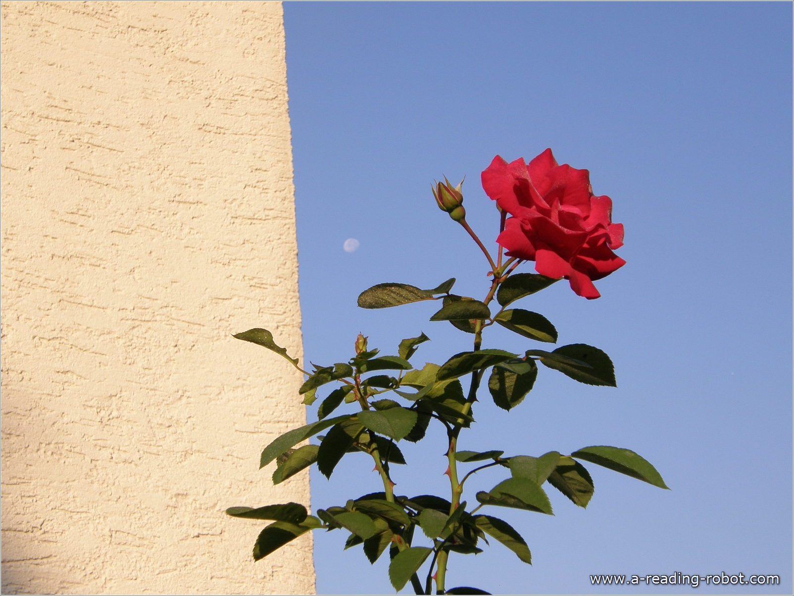 Rose an der Hauswand