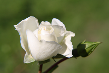 Valentinsgeschenk