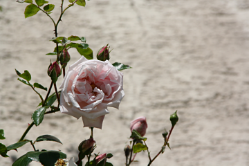 Valentinsgeschenk