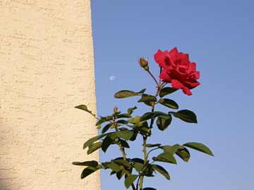 Valentinsgeschenk