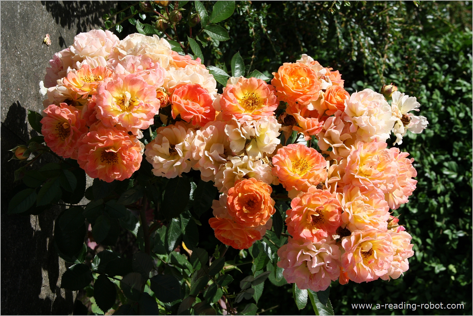 Rosenb�schel