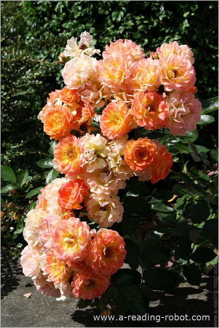 Rosenb�schel II