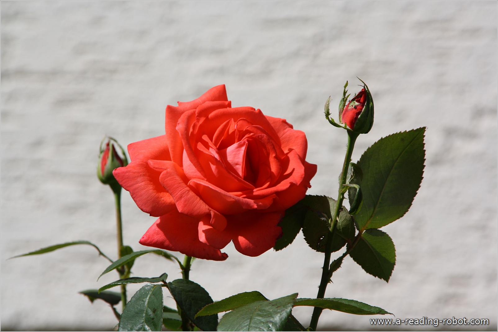 Knospen und Rose f�r Dich zu Valentin