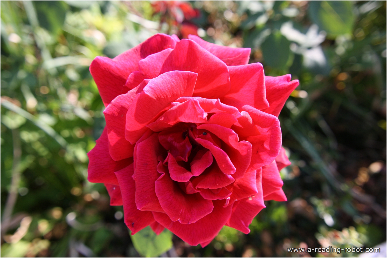 Voll erbl�hte Rose