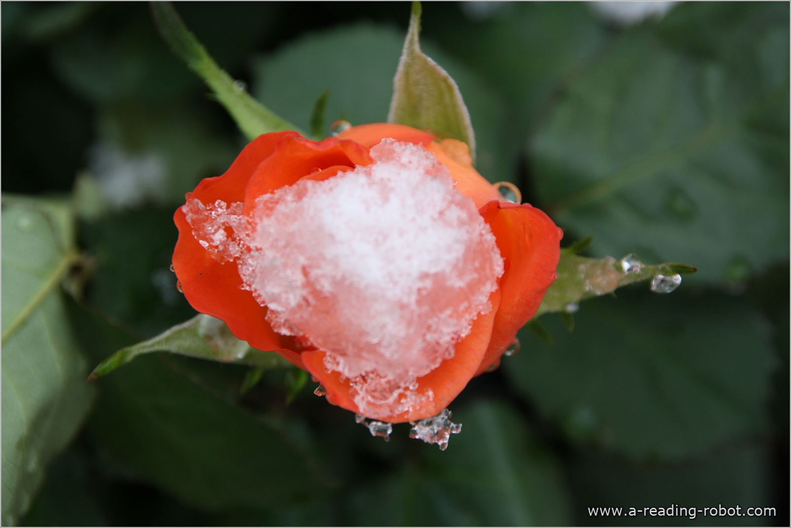 Rosenbl�te von oben, mit Schnee