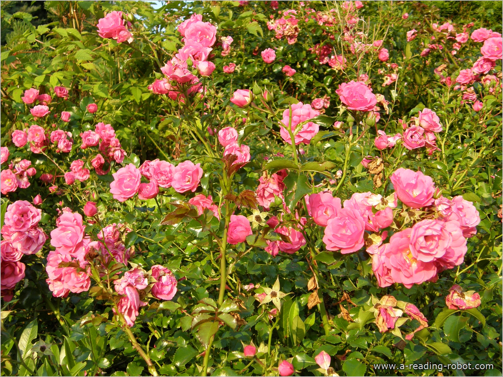 Rosengeb�sch