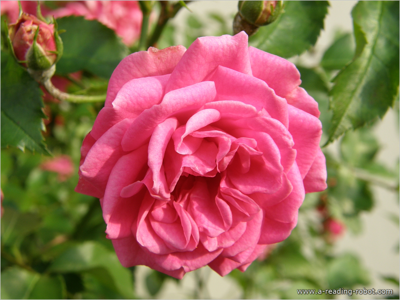 Pinke Rose, f�r Dich zu Valentin